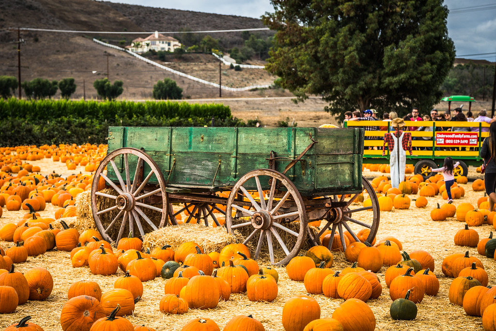 Farm wagon surrounded by pumpkins at Underwood Family Farms