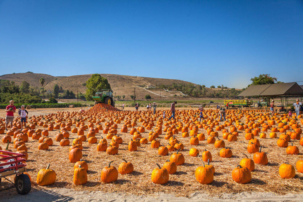 Wide Pumpkin Patch at Underwood Family Farms