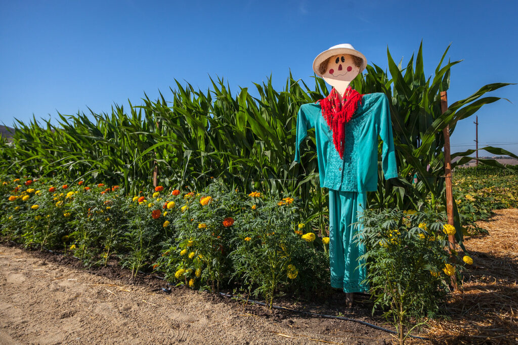 Scarecrow in a cornfield at Underwood Family Farms