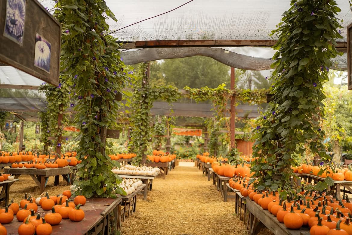 Pumpkins beneath vines at Live Oak Canyon