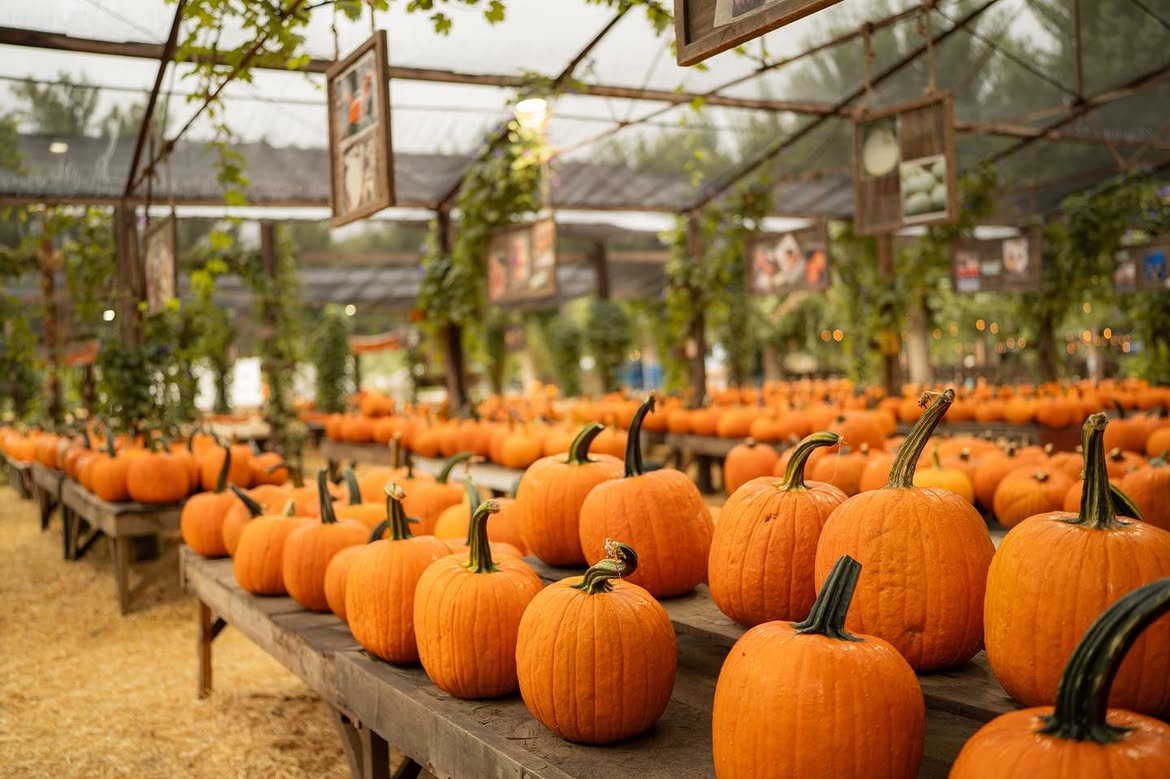 Pumpkins on a wooden table at Live Oak Canyon