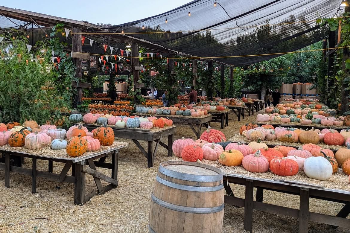 Variety of pumpkins at Live Oak Canyon